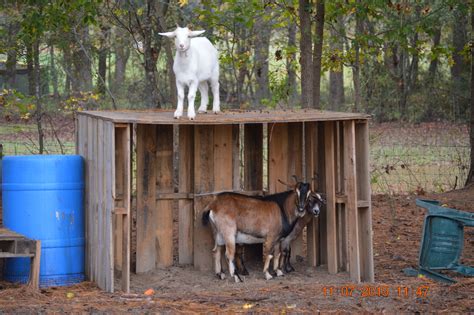 how to build a goat house